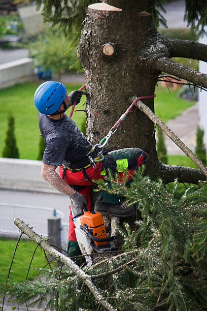 Best Tree Maintenance Programs  in Prairie Heights, WA